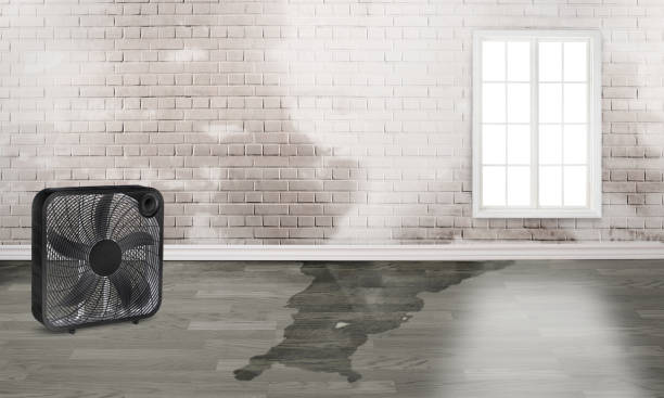 Best Water damage restoration near me  in Killen, AL